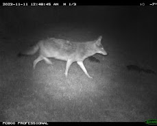 A coyote walking at night